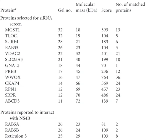 TABLE 1 Selected NS4B-associated host proteins identiﬁed by tandemafﬁnity puriﬁcation and proteome analysis