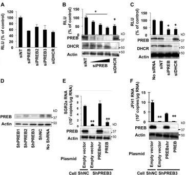 FIG 2 Effect of PREB silencing on HCV replication. (A) Effect of different siRNAs targeting PREB on SGR2a replication