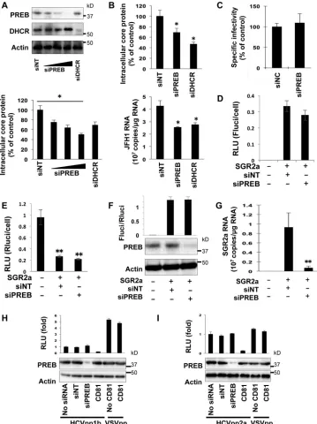 FIG 3 Effect of PREB silencing on HCV propagation. (A) JFH1-infected cells were transfected with siPREB (10 nM, 25 nM, or 50 nM), siDHCR (25 nM), or siNT(25 nM)