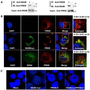FIG 4 Interaction of PREB and NS4B. (A) Lysates of SGR2a cells were immunoprecipitated with anti-NS4B antibody (left) or anti-PREB antibody (right)