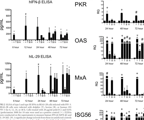 FIG 2 ELISA of type I and type III IFNs in BEAS-2B cells infected with PIV-3.