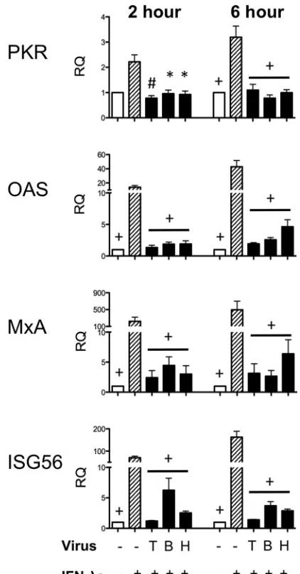 FIG 7 Real-time PCR of antiviral molecules downstream of the IFN receptorcontrol at a particular time point is denoted as follows: *,2in Vero cells stimulated with recombinant type III IFNs after PIV-3 infection.Vero cells were infected with dolphin (T), b