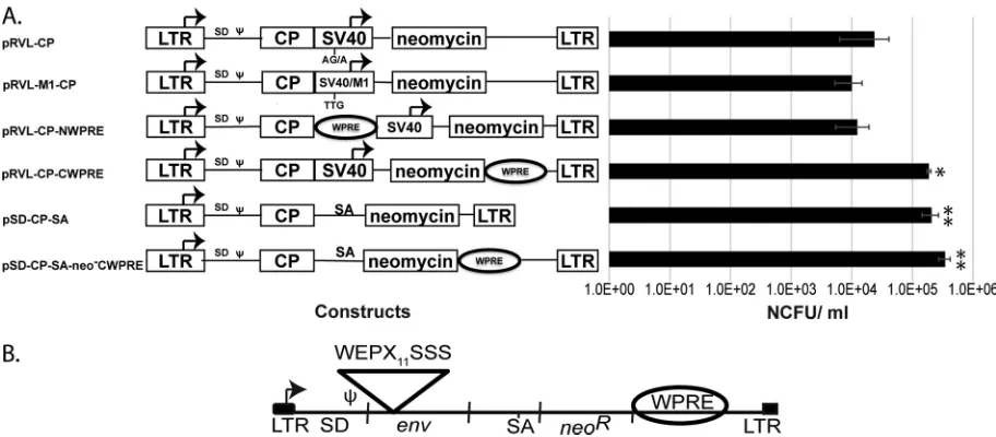 FIG 1 Generation of bicistronic vectors for Env library screening. (A) Schematic of the various vector backbones (left) and their corresponding viral titers(neomycin CFU [NCFU]/milliliter)