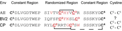 TABLE 1 Summary of mass spectrometry data for cysteines within the randomized loop of CP