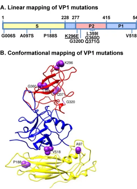 FIG 1 VP1 mutations arising during persistent MNV-1 infection. (A) Loca-tions of mutations along the linear VP1 protein