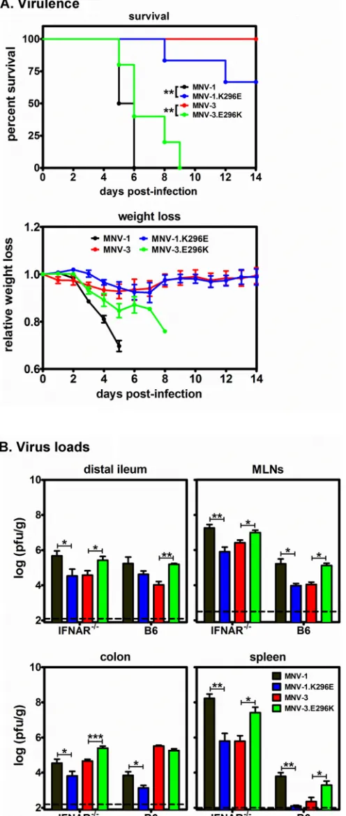 FIG 3 VP1 P2 domain residue 296 is necessary and sufﬁcient for MuNoVvirulence. (A) Groups of IFNAR�/� mice (n � 2 or 3) were inoculated with5 � 105 TCID50 units of MNV-1 (black), MNV-1.K296E (blue), MNV-3 (red),or MNV-3.E296K (green) p.o