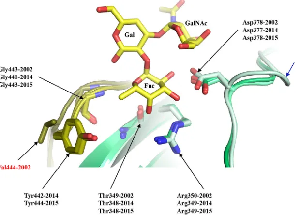 FIG 3 Model of the GII.17 HBGA binding pocket. The ﬁgure presents a superposition of an A-trisaccharide (A-tri; yellow sticks) from the GII.10 P domaininteracting with the fucose (Fuc) moiety of HBGAs