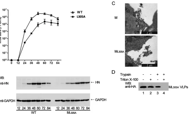 FIG 1 Recombinant HPIV3 expressing M showed lower titers than wild-type HPIV3, but M was still able to form authentic VLPs