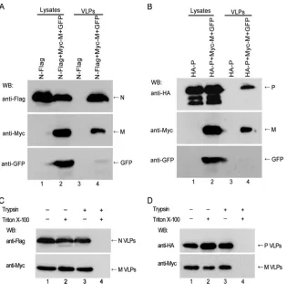 FIG 2 M could speciﬁcally incorporate N or P into M-VLPs. (A, B) VLP budding assays for the cotransfection of N and M (A) or P and M (B); GFP was includedas a negative control