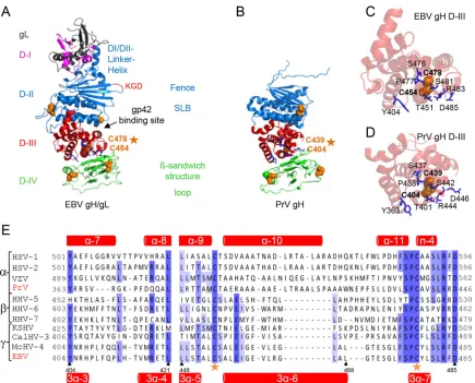 FIG 1 Side-by-side comparison of EBV gH/gL and PrV gH. The EBV gH/gL (PDB code 3PHF) (A) and PrV gH (PDB code 2XQY) (B) structures ((as ribbon diagrams