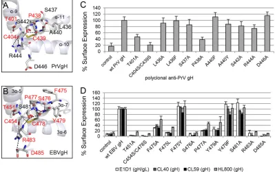 FIG 2 The DB and contacting amino acids approve the cell surface expression of PrV gH and EBV gH/gL