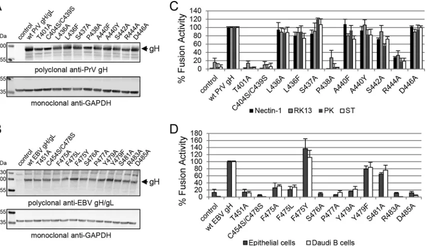 FIG 3 The defect in cell surface expression of the DB and speciﬁc amino acid mutants strongly correlates with a loss in fusion function of PrV and EBV gH.Western blot analysis of wt and mutant gH was performed by using polyclonal antibodies against PrV gH 