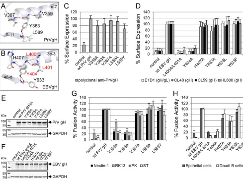 FIG 4 The conserved tyrosine and a contacting amino acid are important for function of gH during fusion