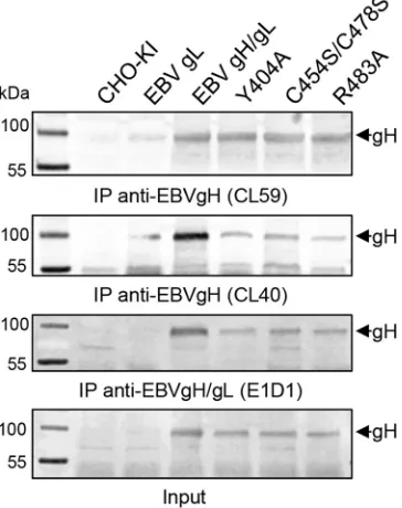 FIG 5 Immunoprecipitation (IP) of EBV gH using monoclonal conforma-tion-speciﬁc antibodies