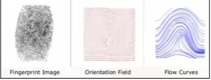Fig. 1  Ridge Bifurcation  