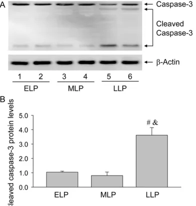 Figure 5. Blotting analysis of caspase-3 and cleaved caspase-3 during the luteal development in the ova-ries of pregnant rats