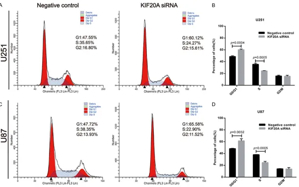 Figure 3. Downregulation of KIF20A arrested cell cycle progression in G0/G1 phase. A-D