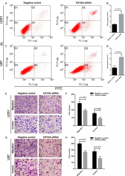 Figure 4. Downregulation of KIF20A induced cell apoptosis and inhibited migration and invasion in glioblastoma cells