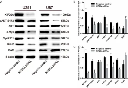 Figure 5. The effects of KIF20A downregulation on pAKT (Ser473), c-Myc, Cyclin D1, Bcl-2, and Bax protein expres-sion in glioblastoma cell lines