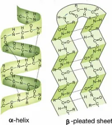 Figure 1.2: α helix and β sheet of secondary structure of proteins [3]