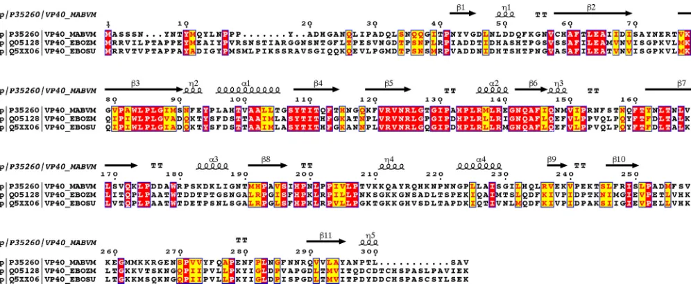 FIG 1 Sequence alignment. Amino acid sequences of mVP40, Zaire ebolavirus (also known as Ebola virus) VP40, and Sudan ebolavirus (also known as Sudan�virus) VP40 were aligned using T-COFFEE (39)