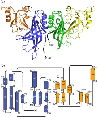 FIG 2 Crystal structure of Marburg virus VP40. (a) The N-terminal domain-mediated dimer of mVP40 is illustrated
