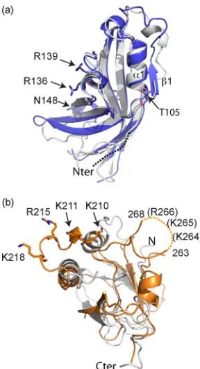 FIG 3 Comparison of mVP40 and eVP40 in NTD and CTD structures. (a)NTDs (Nter) of mVP40 (blue) and eVP40 (white) were superimposed usingleast-squares (LSQ) superposition by Coot (25)