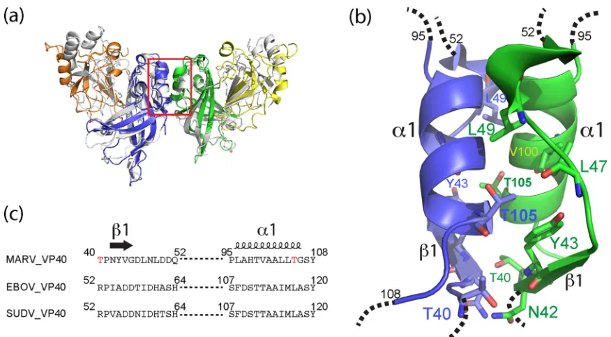 FIG 4 The dimer interface. (a) Marburg VP40 is colored with NTDs in blue and green and CTDs in orange and yellow