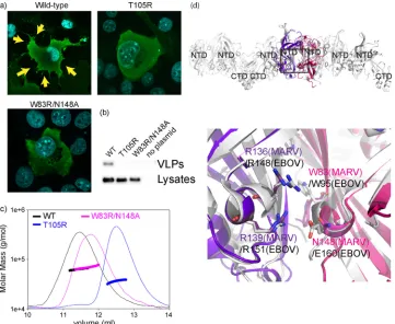 FIG 5 Cellular localization of wild-type and mutant mVP40s. In each set of three images, the top left panel illustrates nuclear staining with DAPI