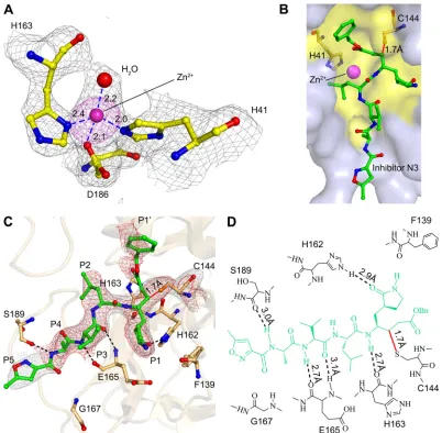FIG 3 Interactions between N3, ZnN3 is shown as sticks (green), and the substrate-binding pocket is colored in yellow