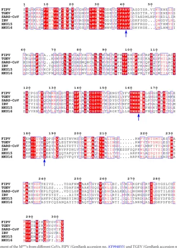 FIG 5 Sequence alignment of the Mfrompros from different CoVs. FIPV (GenBank accession no