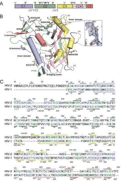 FIG 1 Structure and sequence of HIV-2 gp120 core. (A) Diagram of the domain structure of the gp120 core, with locations of deleted loops indicated