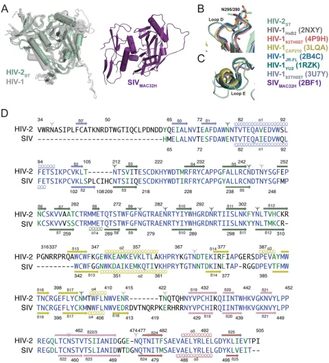 FIG 2 Superposition of HIV-2, HIV-1, and SIV gp120 structures. (A) (Left) Sequence-based alignment of HIV-2Colors of secondary structure elements correspond to colors inST gp120 core (green) with liganded andunliganded HIV-1 gp120 cores (gray) shows struct