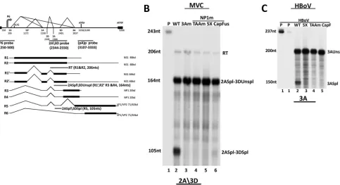 FIG 1 MVC and HBoV NP1s are required for splicing of the intron that lies directly upstream of their proximal polyadenylation sites