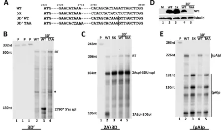 FIG 2 MVC NP1 is required for splicing of the intron that lies directly upstream from the proximal polyadenylation sites