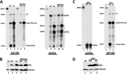 FIG 3 MVC NP1 can affect splicing of the MVC 3D⁄3A intron and alternative polyadenylation at (pA)p independently