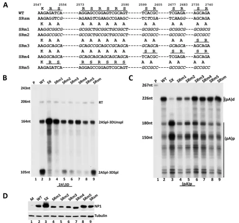 FIG 4 The S⁄R domain of NP1 is required for its effect on splicing but not on polyadenylation