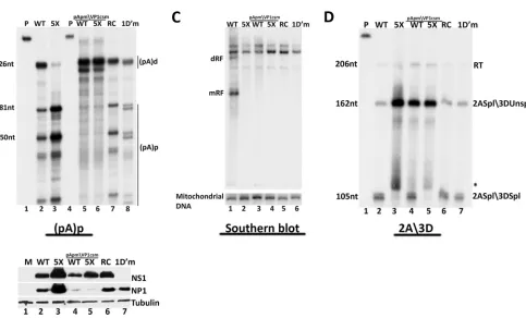 FIG 5 The MVC proximal polyadenylation element is essential for viral genome replication