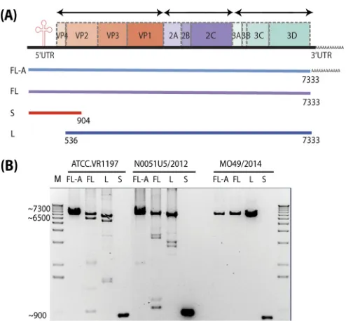 FIG 1 High-throughput sequencing of the complete genome of EV-D68. (A)Schematic representation of the different approaches used to sequence thecomplete EV-D68 genome