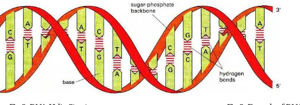 Fig 3: Example of DNA Molecule Orientation   