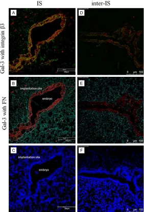 Figure 4. Representative images of co-localization of gal-3 (red) with integrin β3 (green, A, D), or FN (turquoise, B, E) in the endometrium from the implan- tation site and inter-implantation site of pregnant uteri