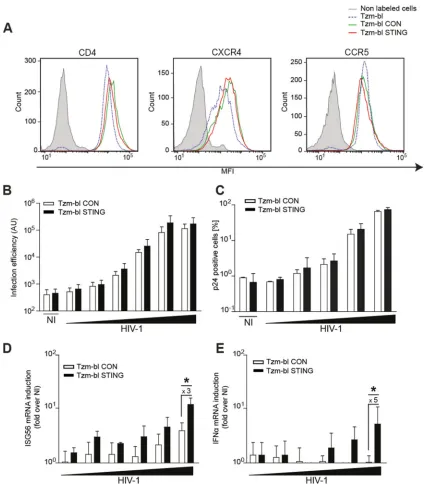 FIG 2 STING expression in Tzm-bl cells elevates ISG56 mRNA induction by HIV-1 but does not affect infection rates