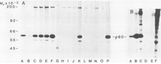 FIG.1.ofbyand2ture h, known Screening of hybridoma culture supernatants for RSV src-specific antibody