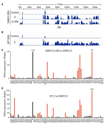 FIG 1 Determination of SM-dependent gene expression during lytic EBV replication by RNA-seq analysis