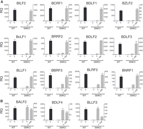 FIG 3 Veriﬁcation of SM-dependent and -independent gene expression by RT-qPCR. Polyadenylated RNA was isolated from 293 cells infected with WT EBVor SMKO EBV during lytic replication