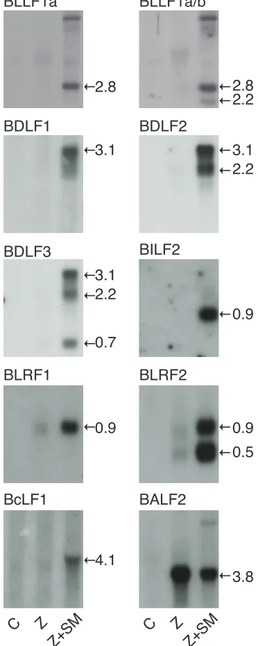 FIG 4 Analysis of SM-dependent and -independent gene expression byNorthern blotting. 293 SMKO EBV-infected cells were transfected with eitherempty vector (C), Z alone, or Ztransfection and analyzed by Northern blotting using gene-speciﬁc probes