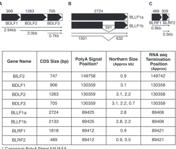 FIG 5 Gene structure of SM-dependent transcripts by Northern blotting and RNA-seq during lytic replication