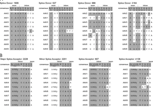 FIG 5 Alignment of splice donor and acceptor sites for AAV serotypes 1 to 9. (A) Splice donor sites at nt positions 1906, �527, �988, and �3184 of AAV2 werealigned to the corresponding sites of AAV serotypes 1 to 9 and compared to the mammalian consensus s