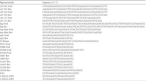 TABLE 1 Oligonucleotides for mutagenesis PCR, qPCR, RT-PCR, and PCRs for detection of AAV2 splice events, Northern blot hybridization, and5=RACE