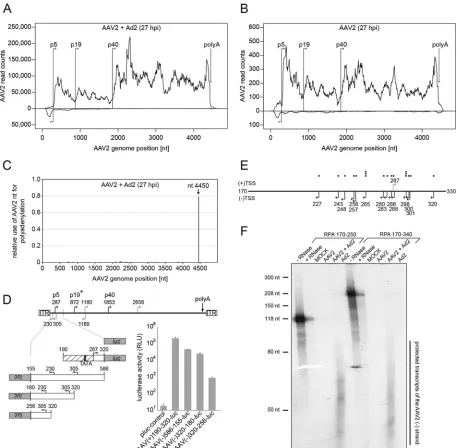 FIG 1 RNA-Seq: mapping and transcription analysis on both strands of the AAV2 genome. (A) Coverage map of AAV2-speciﬁc RNA-Seq reads to the AAV2genome of AAV2/Ad2-coinfected cells at 27 hpi